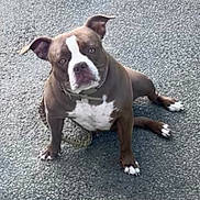 Nala participe au concours pour gagner de l'argent avec cette photo : dog, brown, white, pitbull, sitting, asphalt, outdoor, pet, animal, ears, collar, paws, looking_up, fur, canine, street, close_up, companion, alert, cute
