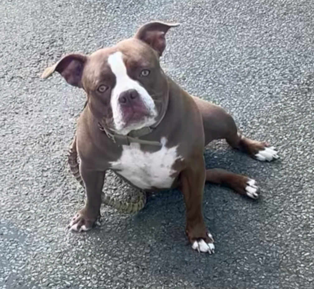 Nala participe au concours pour gagner de l'argent avec cette photo : dog, brown, white, pitbull, sitting, asphalt, outdoor, pet, animal, ears, collar, paws, looking_up, fur, canine, street, close_up, companion, alert, cute