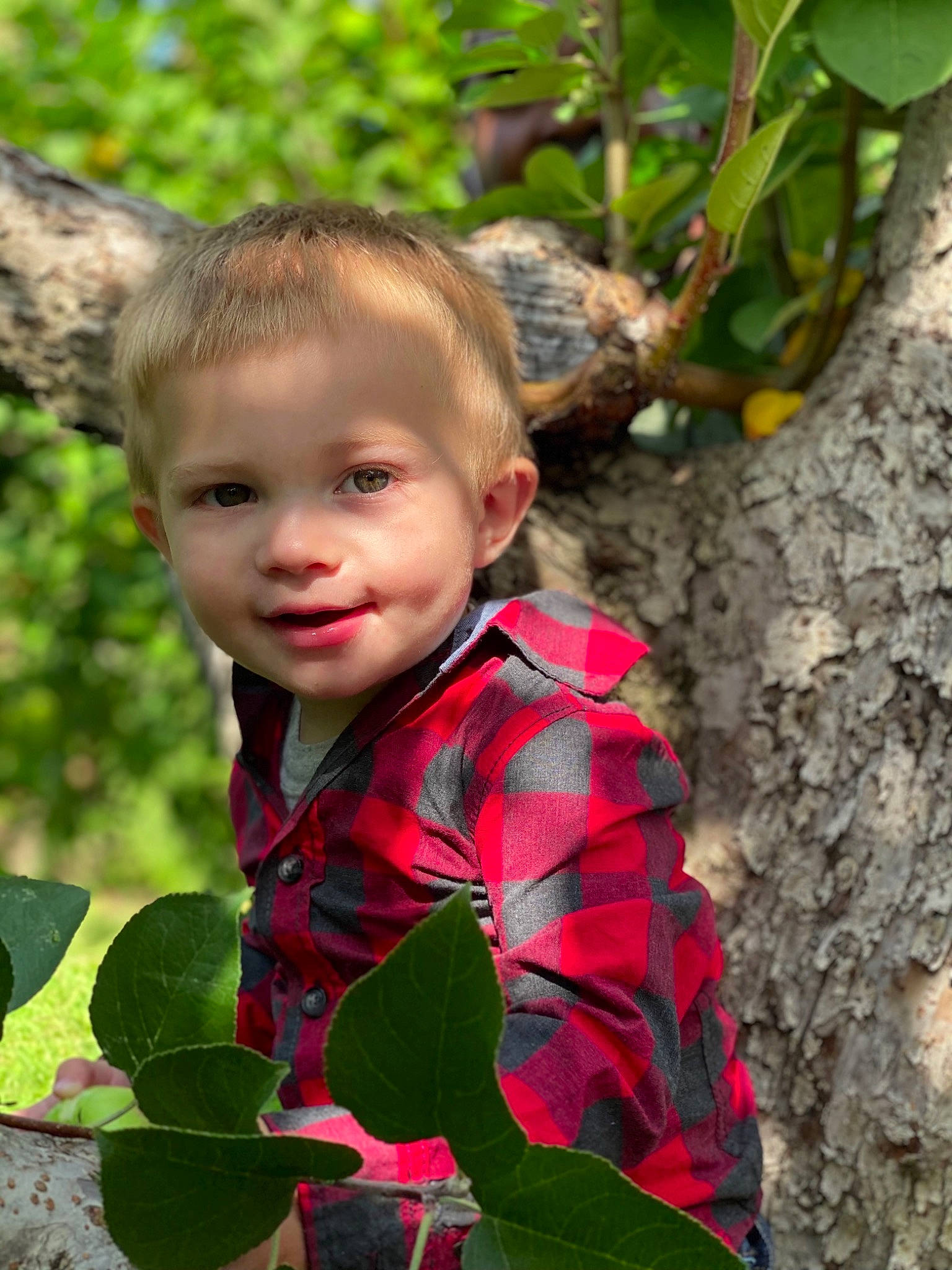 Brayden is registered to the contest to win money with this photo: adaptation, baby, branch, child, face, fawn, flower, leaf, person, plant, play, smile, spring, toddler, tree
