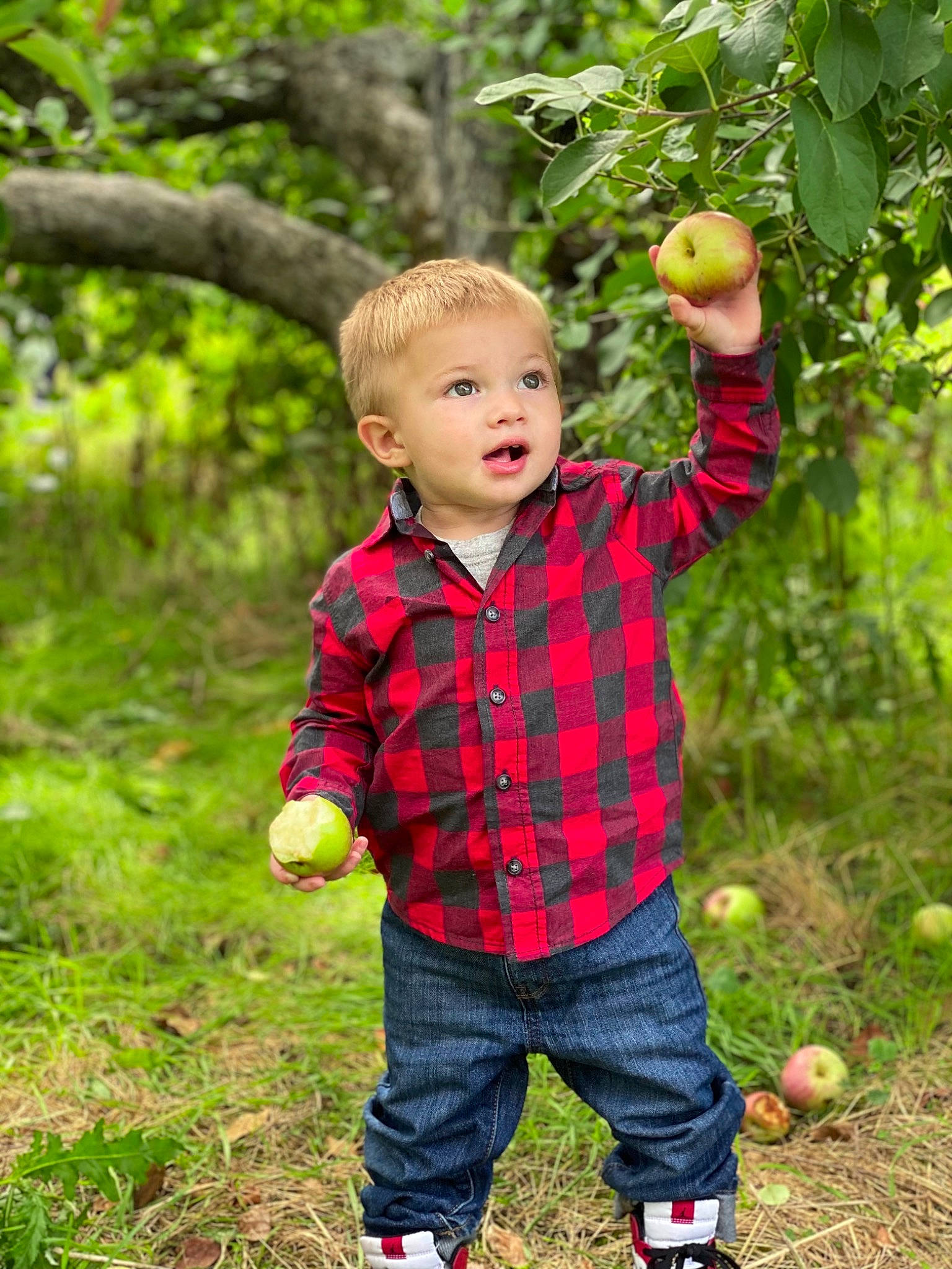 Brayden is registered to the contest to win money with this photo: apple, branch, child, fruit, fruit_tree, grass, malus, pattern, people_in_nature, person, plaid, plant, play, rose_family, rose_order, standing, surprise, toddler, tree