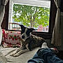 Ryland is registered to the contest to win money with this photo: blanket, brown, casual, couch, curtains, daylight, dog, furniture, home, indoor, jeans, leisure, person, pet, relaxing, residential, socks, tree, white, window