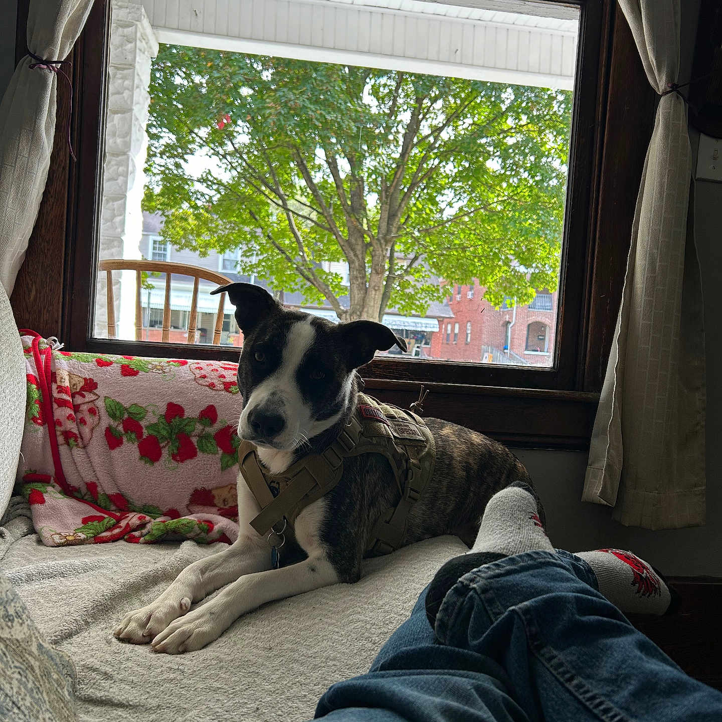 Ryland is registered to the contest to win money with this photo: blanket, brown, casual, couch, curtains, daylight, dog, furniture, home, indoor, jeans, leisure, person, pet, relaxing, residential, socks, tree, white, window