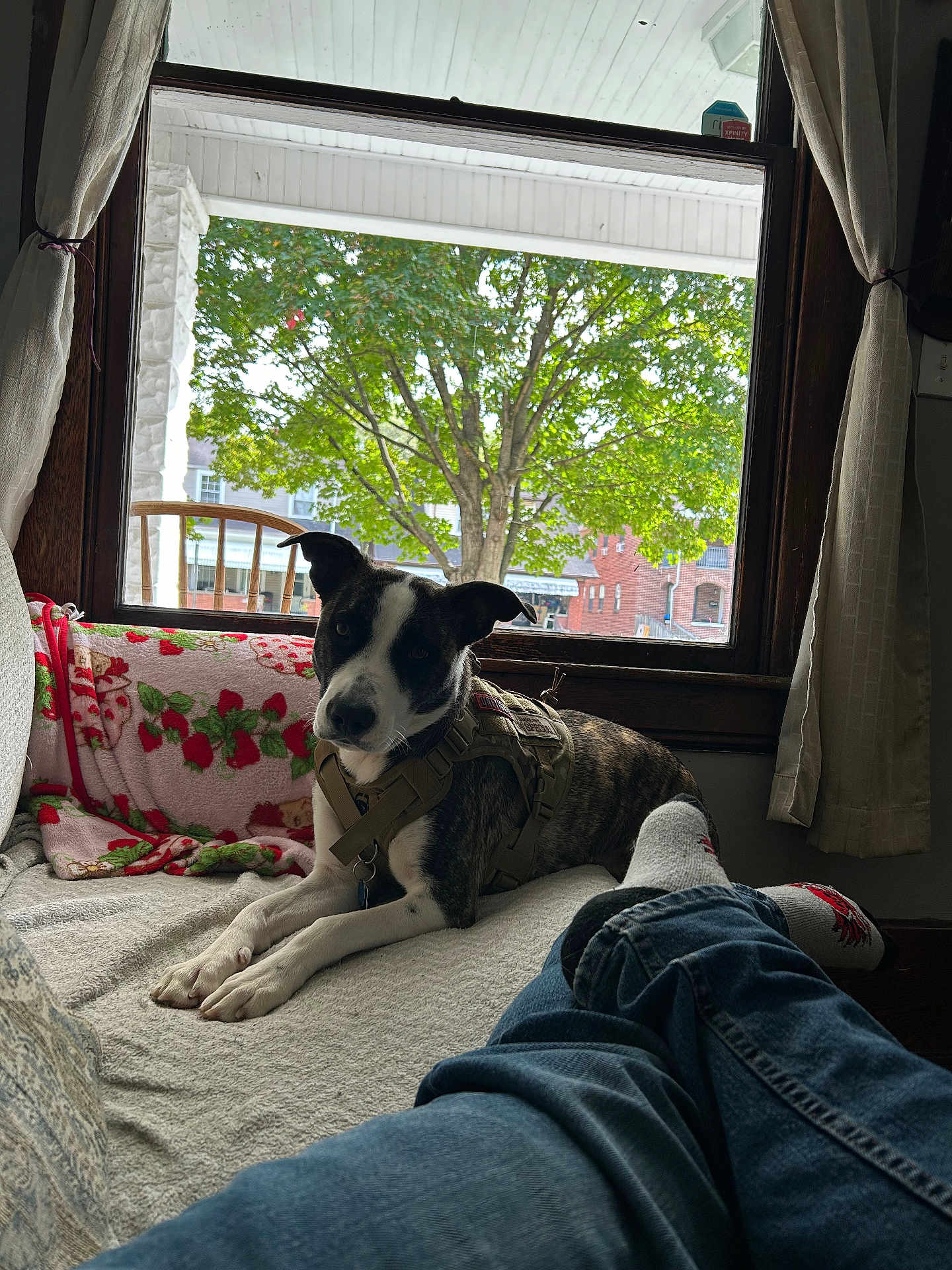 Ryland is registered to the contest to win money with this photo: blanket, brown, casual, couch, curtains, daylight, dog, furniture, home, indoor, jeans, leisure, person, pet, relaxing, residential, socks, tree, white, window