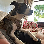 Ryland is registered to the contest to win money with this photo: blanket, casual, comfort, couch, curtain, dog, furniture, harness, human_leg, indoor, lap, living_room, natural_light, person, pet, relaxing, resting, tattoo, tree, window