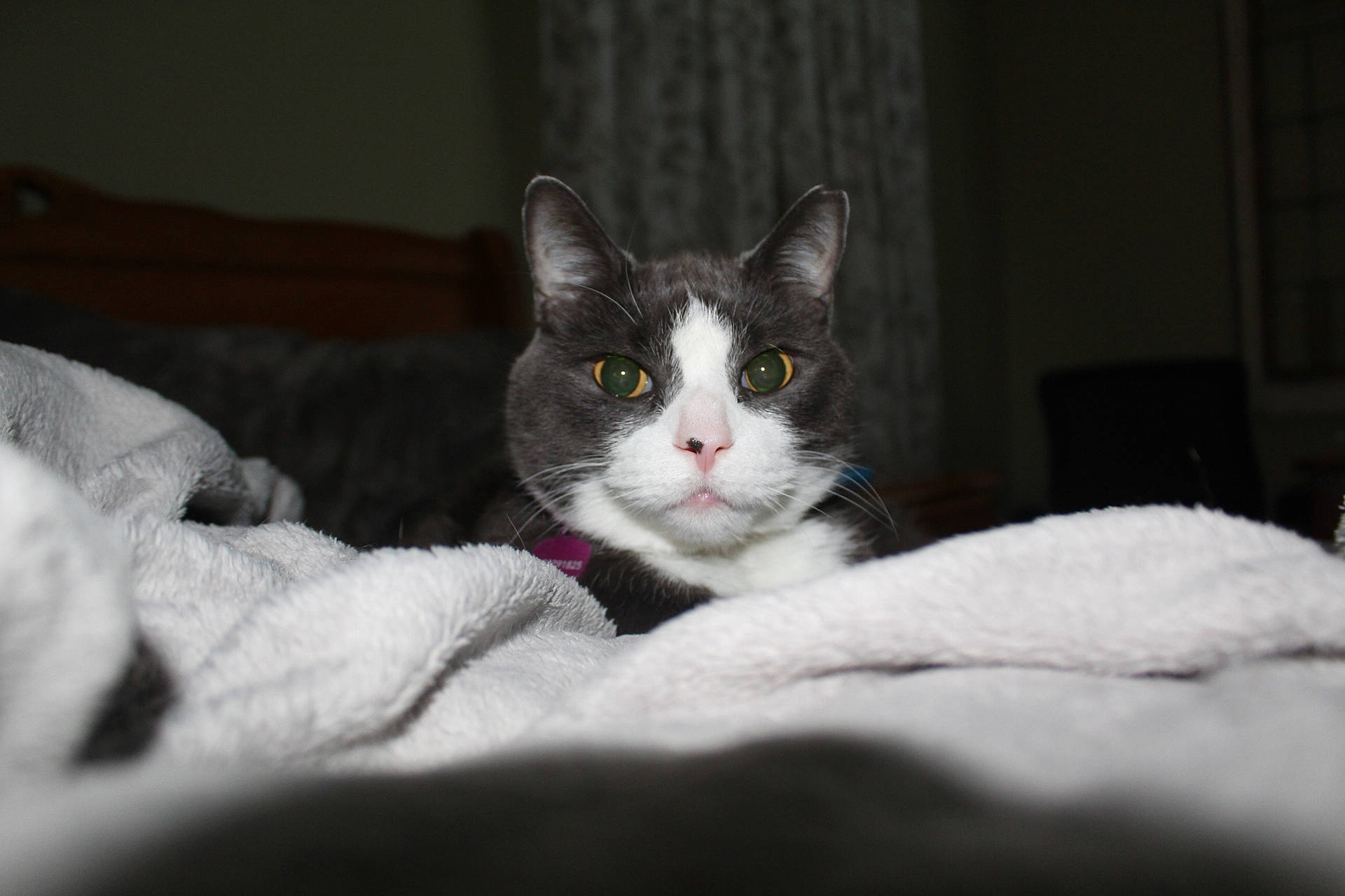 Mistletoe is registered to the contest to win money with this photo: aegean_cat, american_wirehair, black_and_white, carnivore, cat, domestic_short_haired_cat, ear, european_shorthair, eye, felidae, fur, kitten, mammal, norwegian_forest_cat, polydactyl_cat, small_to_medium_sized_cats, snout, turkish_angora, turkish_van, whiskers