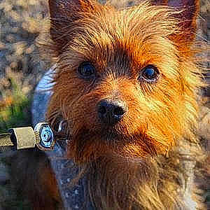 Winston is registered to the contest to win money with this photo: australian_silky_terrier, australian_terrier, biewer_terrier, cairn_terrier, canidae, carnivore, companion_dog, dog, dog_breed, mammal, norwich_terrier, rare_breed_dog, small_terrier, terrier, toy_dog, vertebrate, yorkshire_terrier