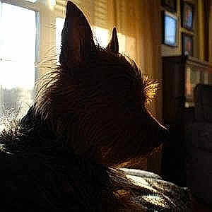 Winston is registered to the contest to win money with this photo: black_cat, canidae, carnivore, cat, snout, whiskers