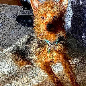 Winston is registered to the contest to win money with this photo: australian_silky_terrier, australian_terrier, cairn_terrier, canidae, carnivore, companion_dog, dog, dog_breed, ear, mammal, norwich_terrier, puppy, rare_breed_dog, small_terrier, terrier, toy_dog, vertebrate, yorkipoo, yorkshire_terrier