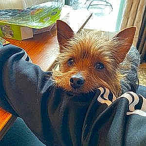 Winston joined the competition — help win amazing prizes! australian_silky_terrier, australian_terrier, biewer_terrier, cairn_terrier, canidae, carnivore, companion_dog, dog, dog_breed, mammal, norwich_terrier, puppy, rare_breed_dog, small_terrier, terrier, toy_dog, vertebrate, yorkipoo, yorkshire_terrier