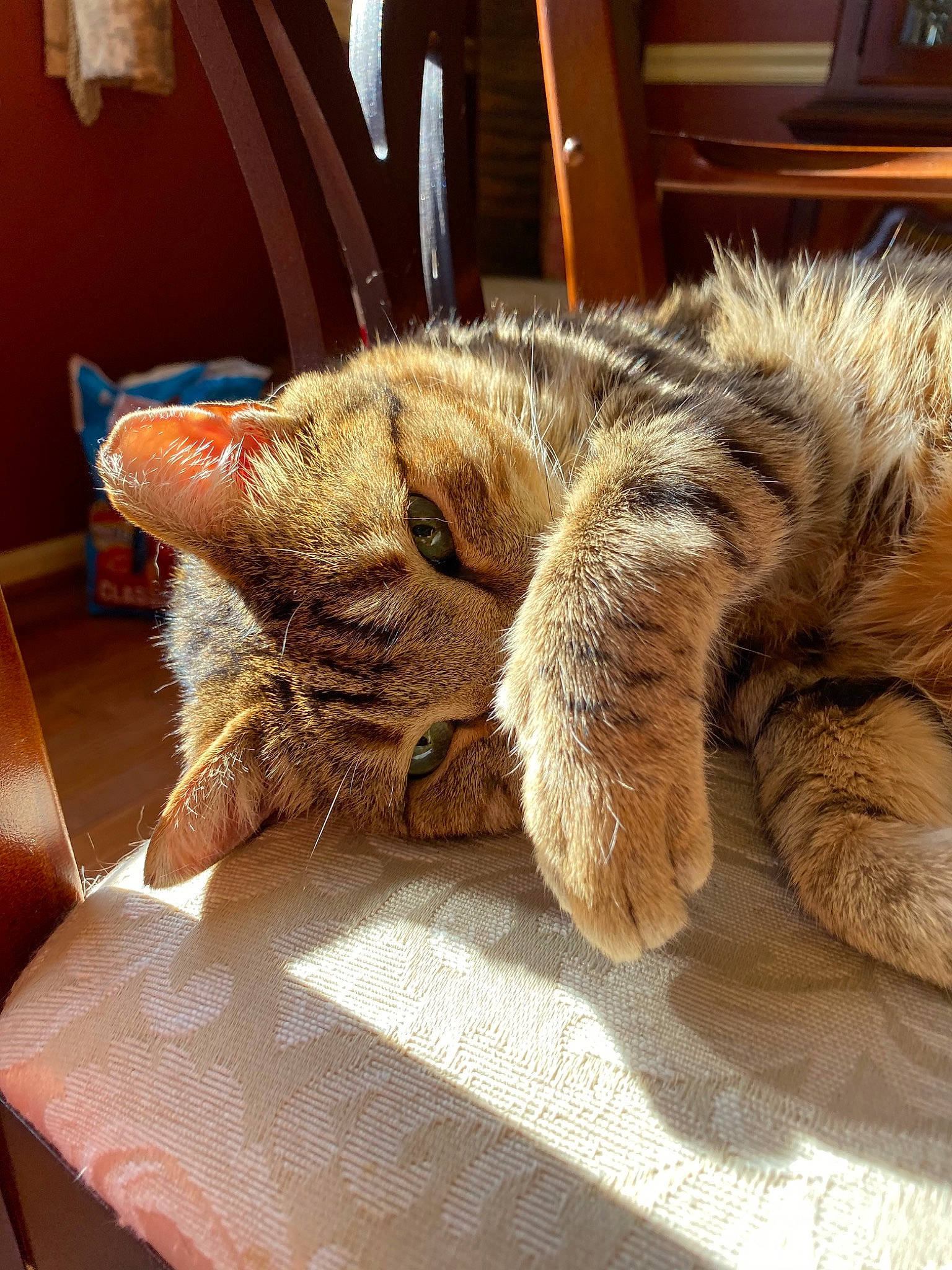 Christmas joined the competition — help win amazing prizes! american_shorthair, carnivore, cat, claw, dragon_li, ear, european_shorthair, felidae, fur, nap, paw, pixie_bob, sleep, small_to_medium_sized_cats, snout, tabby_cat, whiskers