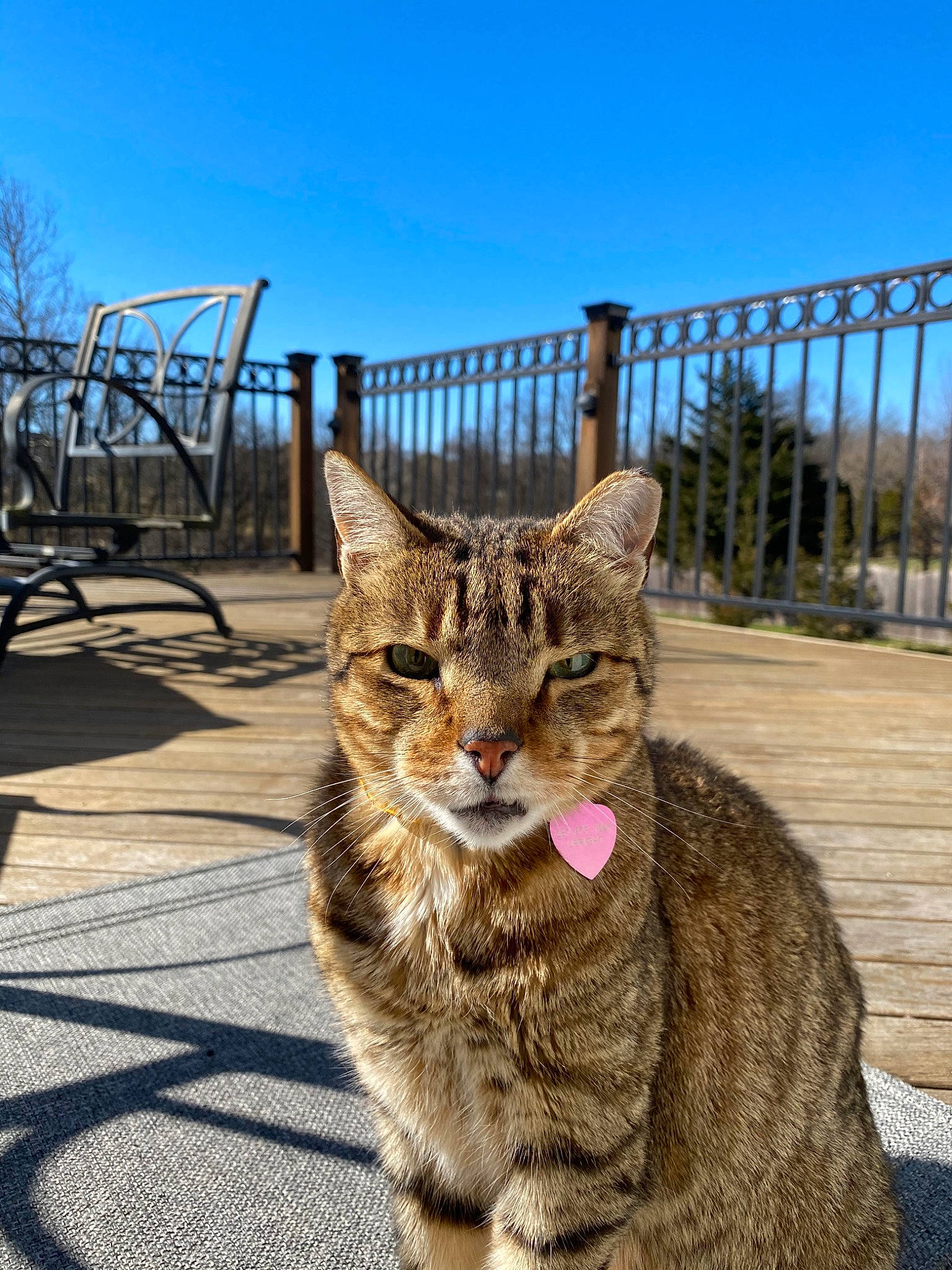 Christmas joined the competition — help win amazing prizes! aegean_cat, asian, carnivore, cat, domestic_short_haired_cat, dragon_li, european_shorthair, eye, felidae, fur, mammal, sand, sky, small_to_medium_sized_cats, snapshot, snout, tabby_cat, tree, whiskers, wildlife