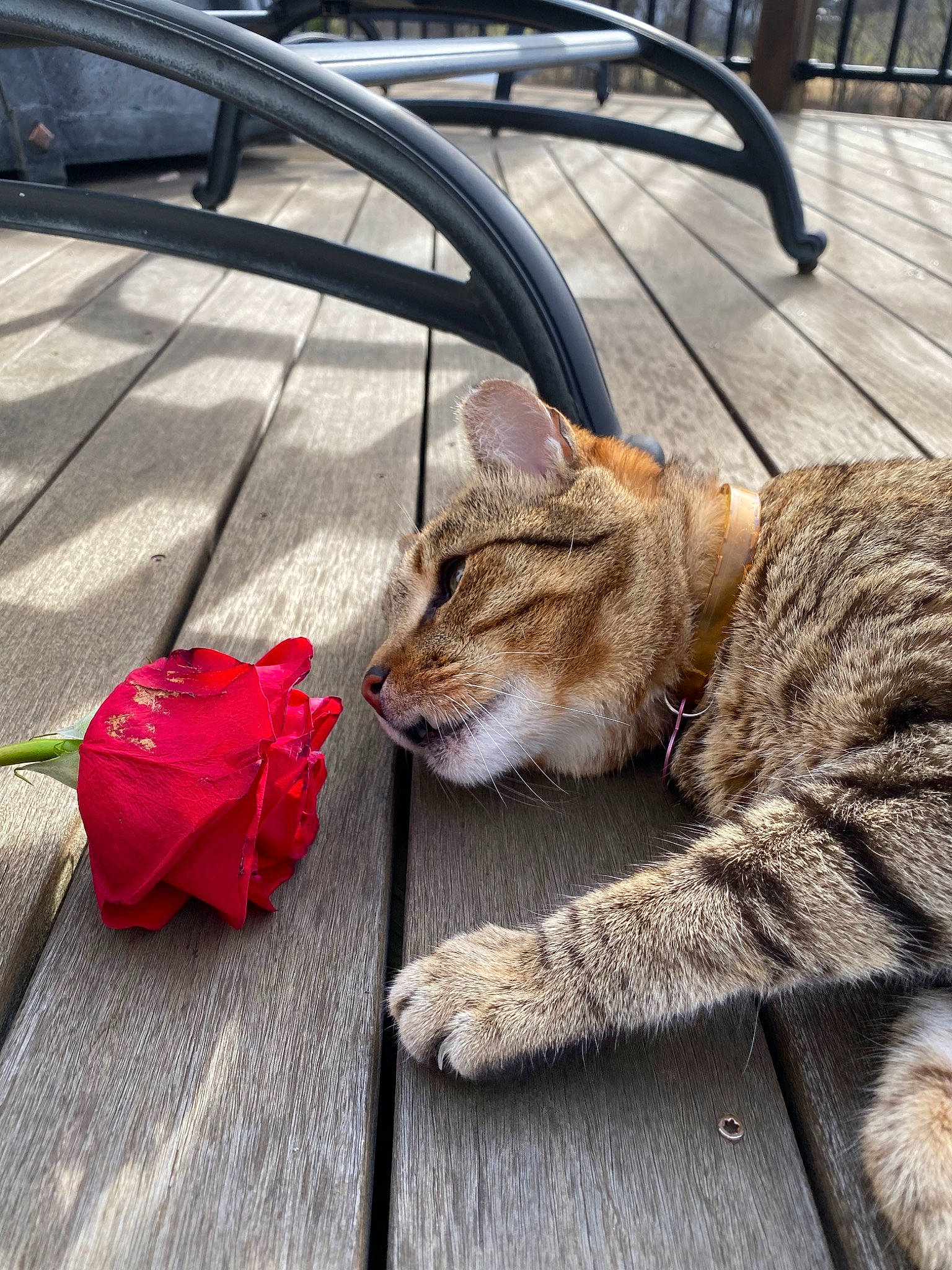 Christmas joined the competition — help win amazing prizes! aegean_cat, asian, carnivore, cat, domestic_short_haired_cat, european_shorthair, felidae, flower, fur, kitten, plant, sleep, small_to_medium_sized_cats, snout, tabby_cat, whiskers