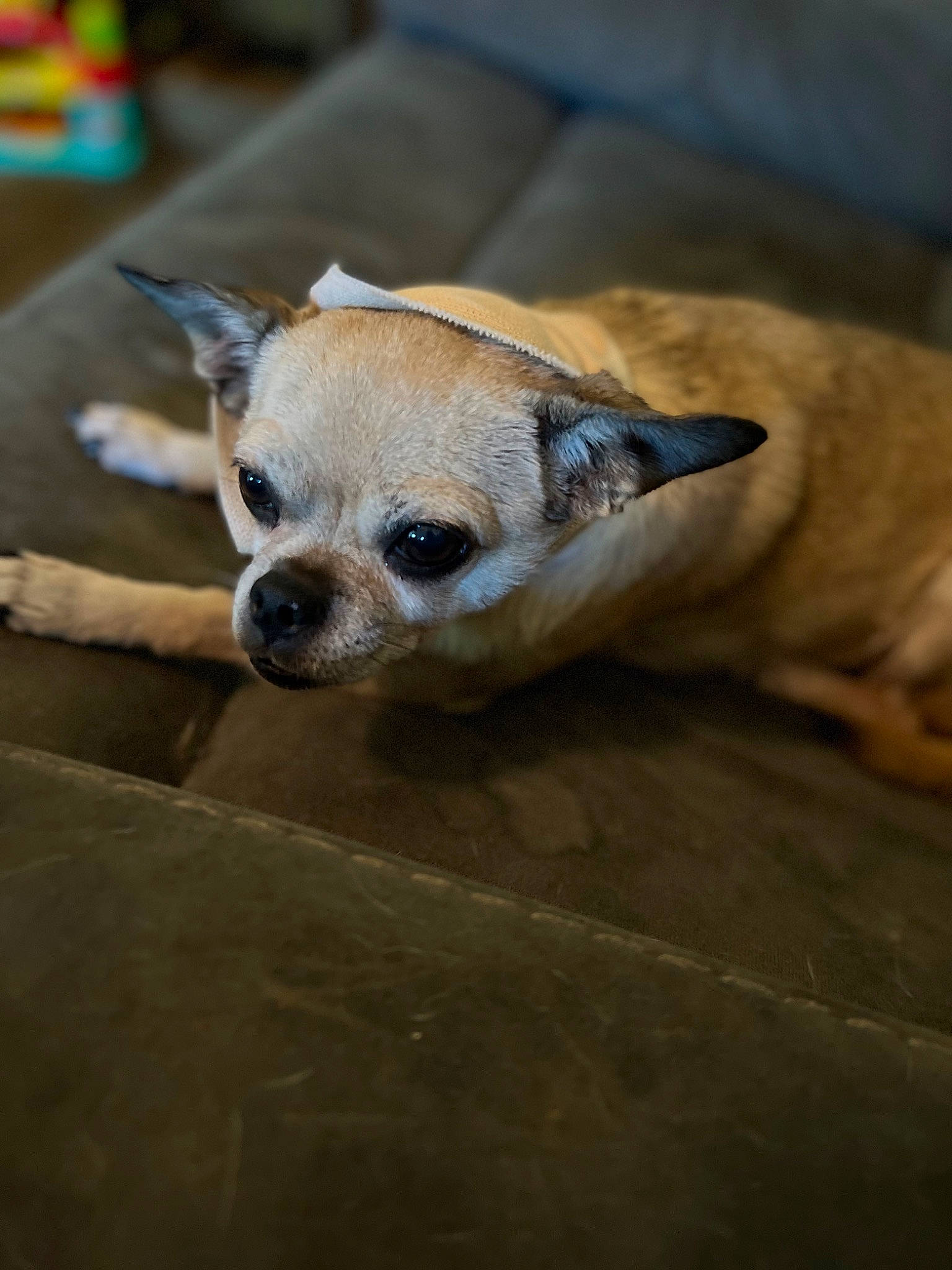 Snickers joined the competition — help win amazing prizes! canidae, carnivore, chihuahua, comfort, companion_dog, corgi_chihuahua, dog, dog_breed, ear, eye, fawn, foot, fur, paw, sporting_group, sunglasses, terrestrial_animal, toy_dog, whiskers, wood