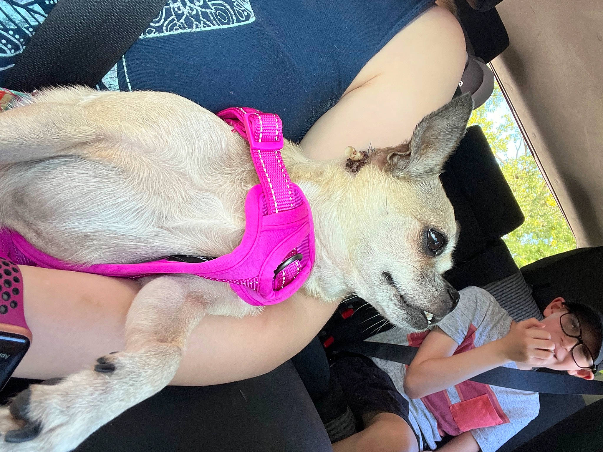 Snickers joined the competition — help win amazing prizes! carnivore, collar, companion_dog, dog, dog_breed, dog_clothes, dog_supply, fawn, fur, gesture, human_leg, lap, nail, pink, selfie, snout, thigh, toy_dog, trunk, wrist