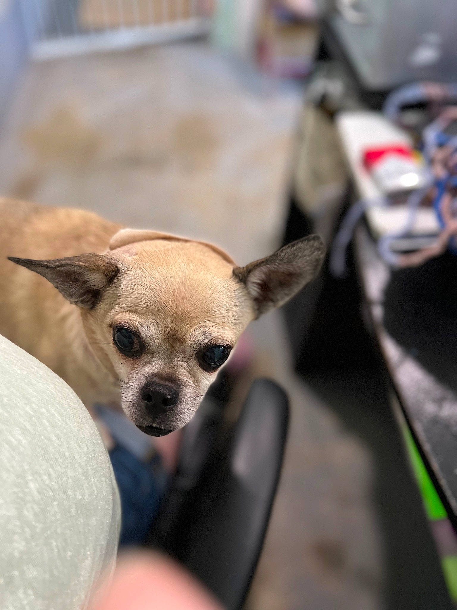 Snickers is registered to the contest to win money with this photo: canidae, carnivore, chihuahua, companion_dog, dog, dog_breed, eyewear, fawn, fur, hood, paw, snout, sporting_group, sunglasses, terrestrial_animal, toy_dog, whiskers, wildlife, windshield, working_animal