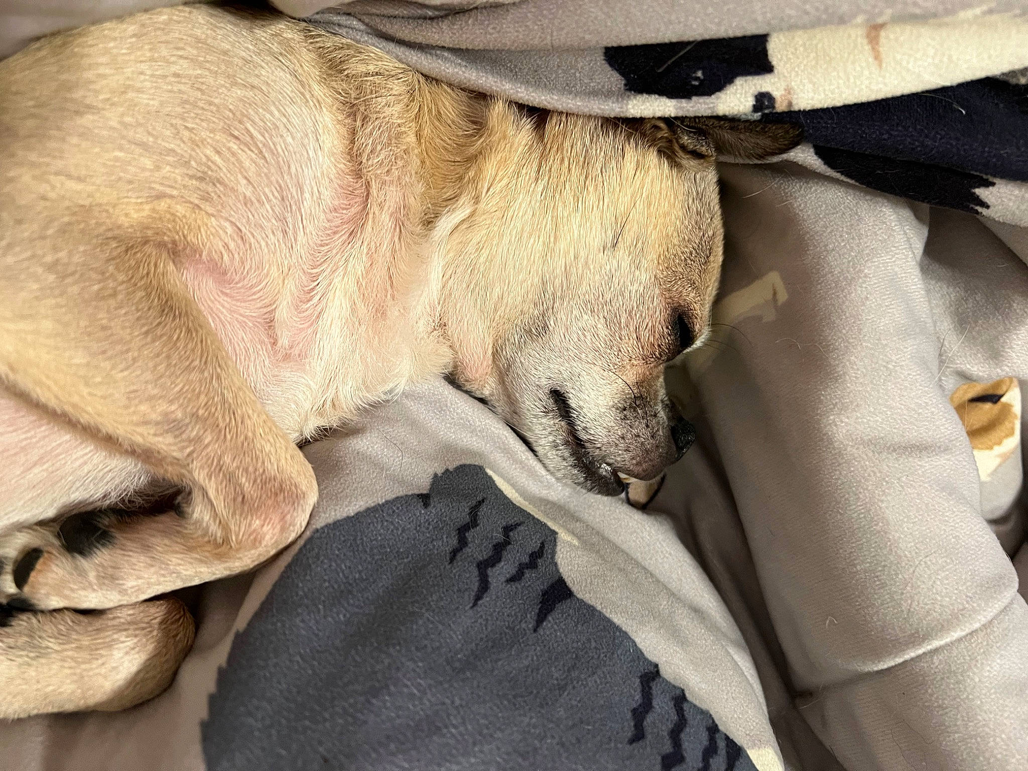 Snickers joined the competition — help win amazing prizes! canidae, carnivore, comfort, companion_dog, dog, dog_breed, fawn, fur, human_leg, nap, sleep, snout, sporting_group, terrestrial_animal, whiskers, wrinkle