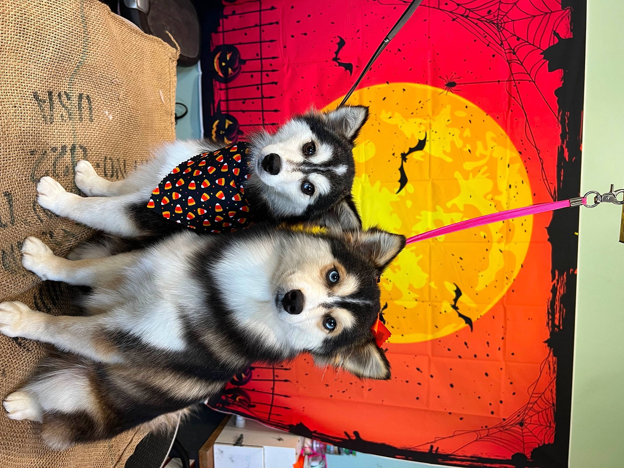 Nemo is registered to the contest to win money with this photo: art, canidae, carnivore, companion_dog, corgi_chihuahua, dog, dog_breed, dog_supply, fashion_accessory, fawn, font, fur, graphics, rectangle, red_panda, snout, tail, toy_dog, visual_arts, whiskers