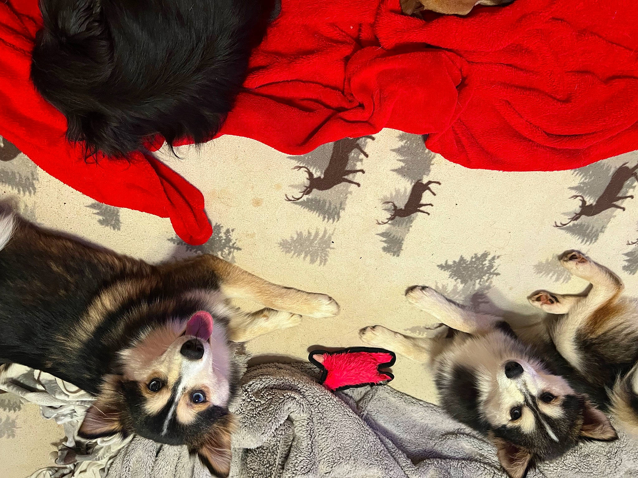 Nemo joined the competition — help win amazing prizes! art, canidae, carmine, carnivore, cat, companion_dog, dog_breed, fawn, felidae, fur, happy, mammal, paw, photo_caption, photograph, snapshot, snout, terrestrial_animal, vertebrate, whiskers