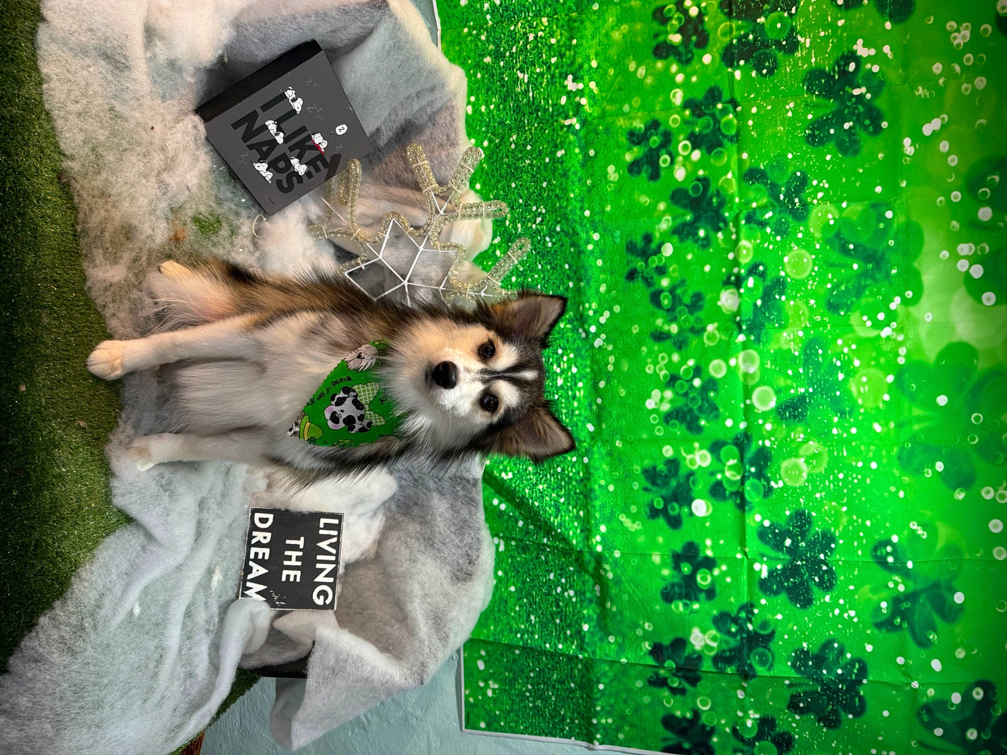 Nemo joined the competition — help win amazing prizes! canidae, carnivore, companion_dog, dog, dog_breed, dog_supply, fawn, fictional_character, font, fur, grass, green, illustration, jungle, organism, photo_caption, procyonidae, tail, terrestrial_animal, wildlife