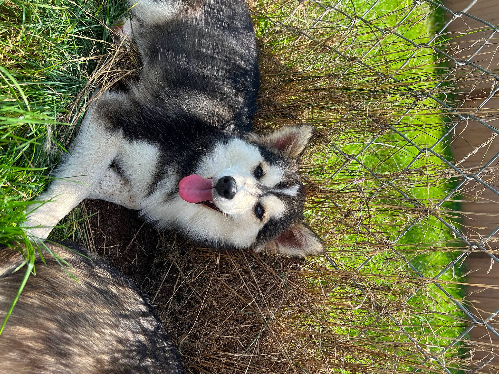 Nemo is registered to the contest to win money with this photo: canidae, carnivore, dog_breed, domestic_short_haired_cat, felidae, fence, fur, grass, home_fencing, lemur, mesh, paw, plant, sled_dog, small_to_medium_sized_cats, sporting_group, tail, terrestrial_animal, whiskers, wire_fencing