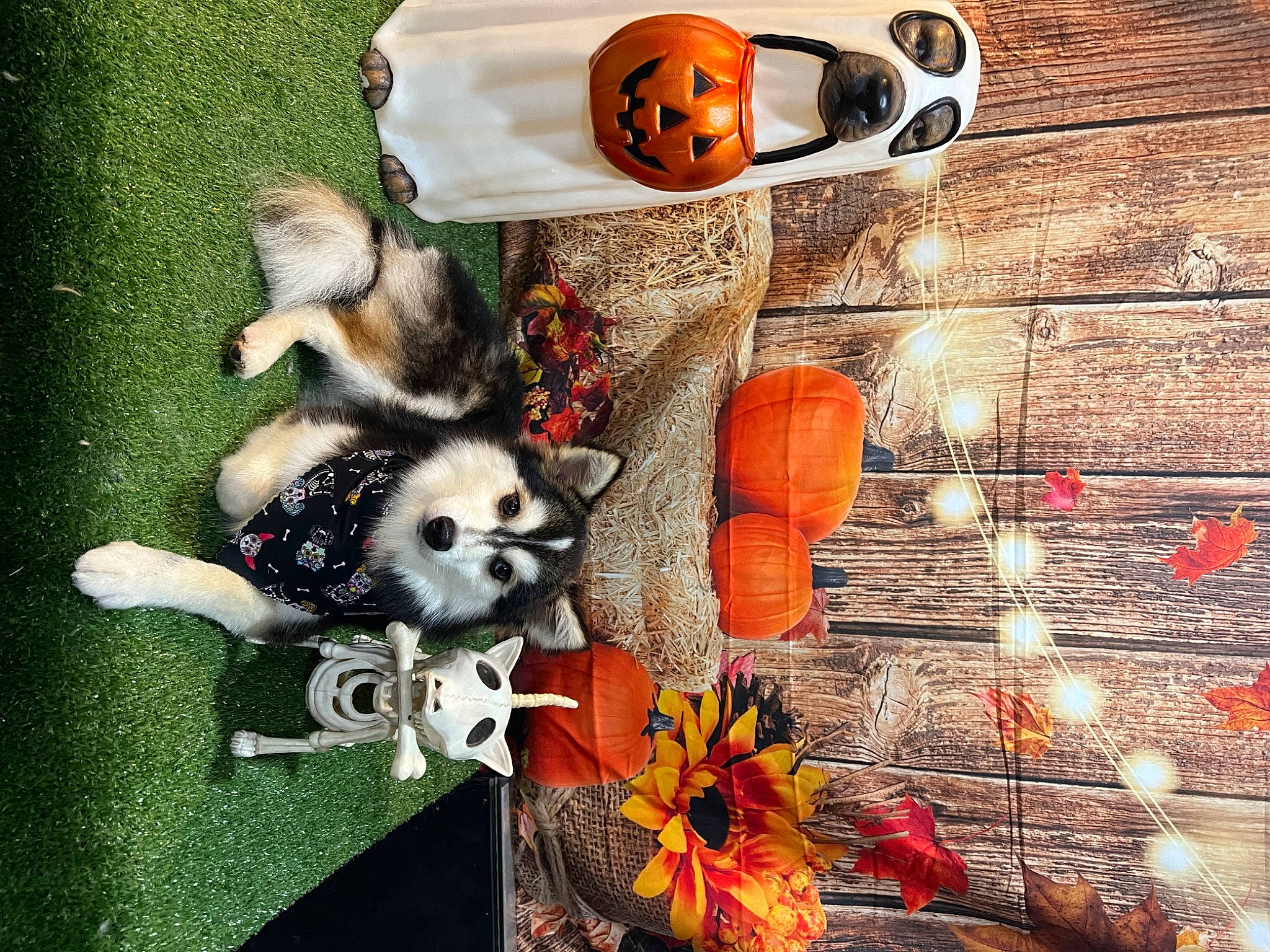 Nemo is registered to the contest to win money with this photo: art, carmine, collage, companion_dog, dog, dog_breed, dog_supply, fashion_accessory, fur, grass, ladybug, orange, pattern, photomontage, recipe, recreation, still_life, still_life_photography, toy, wood