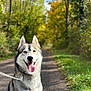 autumn, canine, dog, ears, forest, fur, greenery, happy, heterochromia, leash, nature, outdoor, path, pet, siberian_husky, smiling, sunlight, tongue_out, trees, walk
