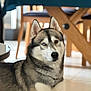 animal, calm, canine, chair, dog, domestic, ears, face, floor, fur, furniture, heterochromia, house, husky, indoor, laying_down, light, pet, portrait, wooden_table