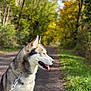autumn, bokeh, canine, dog, ears, forest, fur, husky, leash, muzzle, nature, outdoors, path, pet, portrait, side_profile, tongue_out, trail, trees, walk