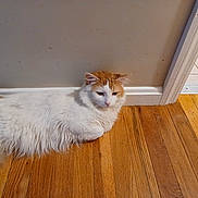 Tash is registered to the contest to win money with this photo: cat, fluffy, white, orange, wooden_floor, indoor, wall, doorway, tile_floor, relaxed, pet, animal, fur, flooring, domestic, mammal, resting, quiet, home, cute