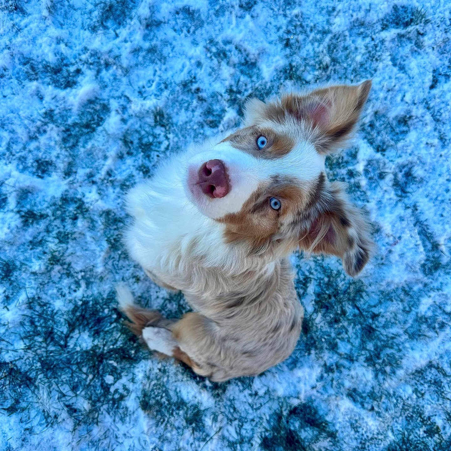Nahia participe au concours pour gagner de l'argent avec cette photo : adorable, animal, blue_eyes, canine, cute, dog, ears, fluffy, fur, grass, looking_up, mammal, nature, outdoor, pet, playful, portrait, sitting, snow, winter
