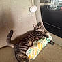 animal, cat, chair, couch, cozy, curious, feline, food_wrapper, furniture, glass, home, indoor, lying_down, pet, pom_pom_toy, relaxed, striped, tabby, table, water