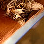 Maruchan joined the competition — help win amazing prizes! animal, blurred_background, cat, close_up, curious, domestic_animal, ears, eyes, feline, fur, indoor, lying_down, mammal, pet, portrait, soft_light, striped, tabby, whiskers, wooden_surface