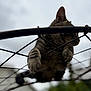 Maruchan is registered to the contest to win money with this photo: animal, blurred_background, cat, climbing, closeup, cloudy, curious, daytime, domestic_cat, fence, gray, mammal, nature, outdoor, paws, pet, sky, striped, whiskers, wire