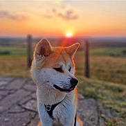 Tenka a rejoint le concours — aidez-le/la à gagner de superbes lots ! dog, sunset, outdoor, animal, pet, fluffy, nature, grass, path, leash, harness, field, sky, sun, sunlight, portrait, canine, peaceful, evening, blurred_background