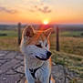 dog, sunset, outdoor, animal, pet, fluffy, nature, grass, path, leash, harness, field, sky, sun, sunlight, portrait, canine, peaceful, evening, blurred_background