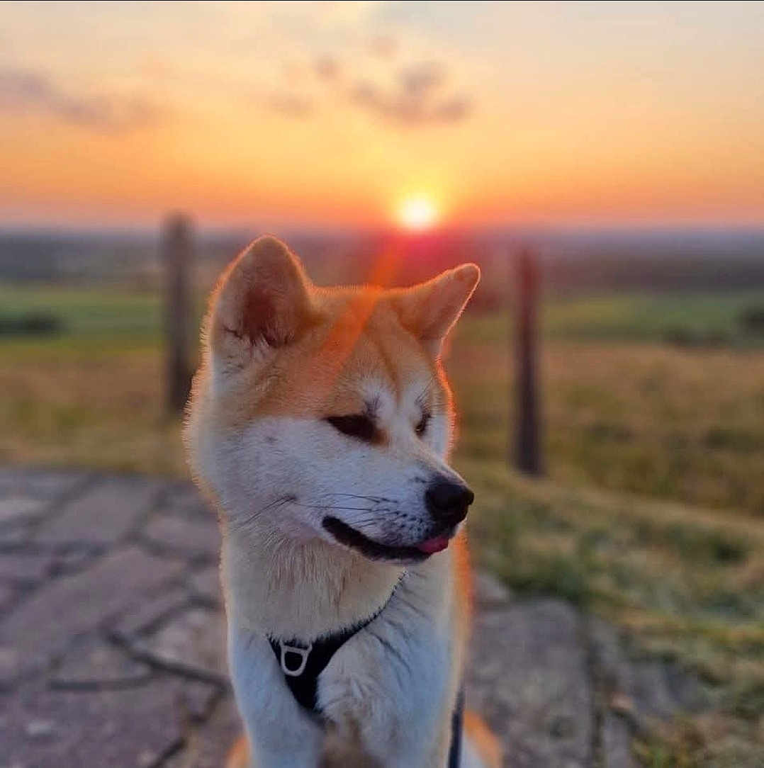 Tenka a rejoint le concours — aidez-le/la à gagner de superbes lots ! dog, sunset, outdoor, animal, pet, fluffy, nature, grass, path, leash, harness, field, sky, sun, sunlight, portrait, canine, peaceful, evening, blurred_background