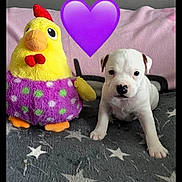 Bayka a rejoint le concours — aidez-le/la à gagner de superbes lots ! adorable, animal, blanket, chicken, colorful, comfort, companion, cute, dog, heart_emoji, indoor, pet, plush, puppy, soft_toy, stars, stuffed_animal, toy, white_dog, young_dog