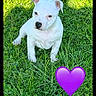 Bayka a rejoint le concours — aidez-le/la à gagner de superbes lots ! adorable, animal, canine, cute, daylight, dog, grass, greenery, heart_emoji, nature, outdoor, pet, playful, puppy, shadow, sitting, summer, sunlight, white_dog, young_dog