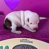 Bayka a rejoint le concours — aidez-le/la à gagner de superbes lots ! animal, blanket, brown_spot, closeup, cute, dog, domestic_animal, fur, indoor, measurement, pet, puppy, purple_background, purple_heart, resting, scale, sleeping, small, white, young