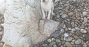 Bayka participe au concours pour gagner de l'argent avec cette photo : animal, beach, curious, cute, daylight, dog, earth_tone, nature, outdoor, pebbles, puppy, rock, rocks, small_dog, spot, standing, stone, texture, white_dog, wildlife