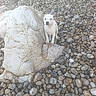 animal, beach, curious, cute, daylight, dog, earth_tone, nature, outdoor, pebbles, puppy, rock, rocks, small_dog, spot, standing, stone, texture, white_dog, wildlife