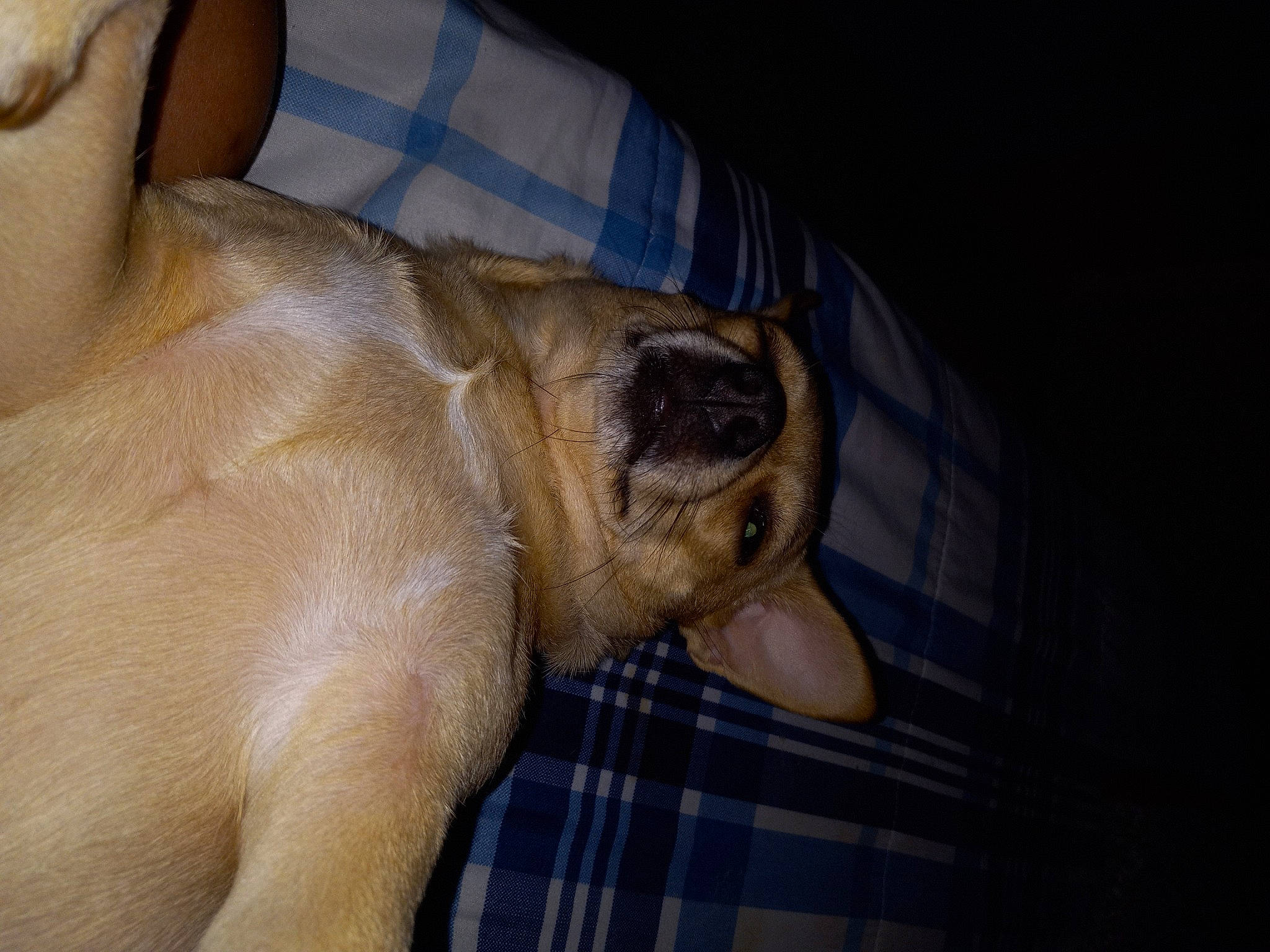 Bug Bug is registered to the contest to win money with this photo: carnivore, comfort, companion_dog, dog, dog_breed, fawn, fur, gesture, guard_dog, human_leg, mammal, paw, snout, sporting_group, tartan, terrestrial_animal, toy_dog, whiskers, working_animal, wrinkle