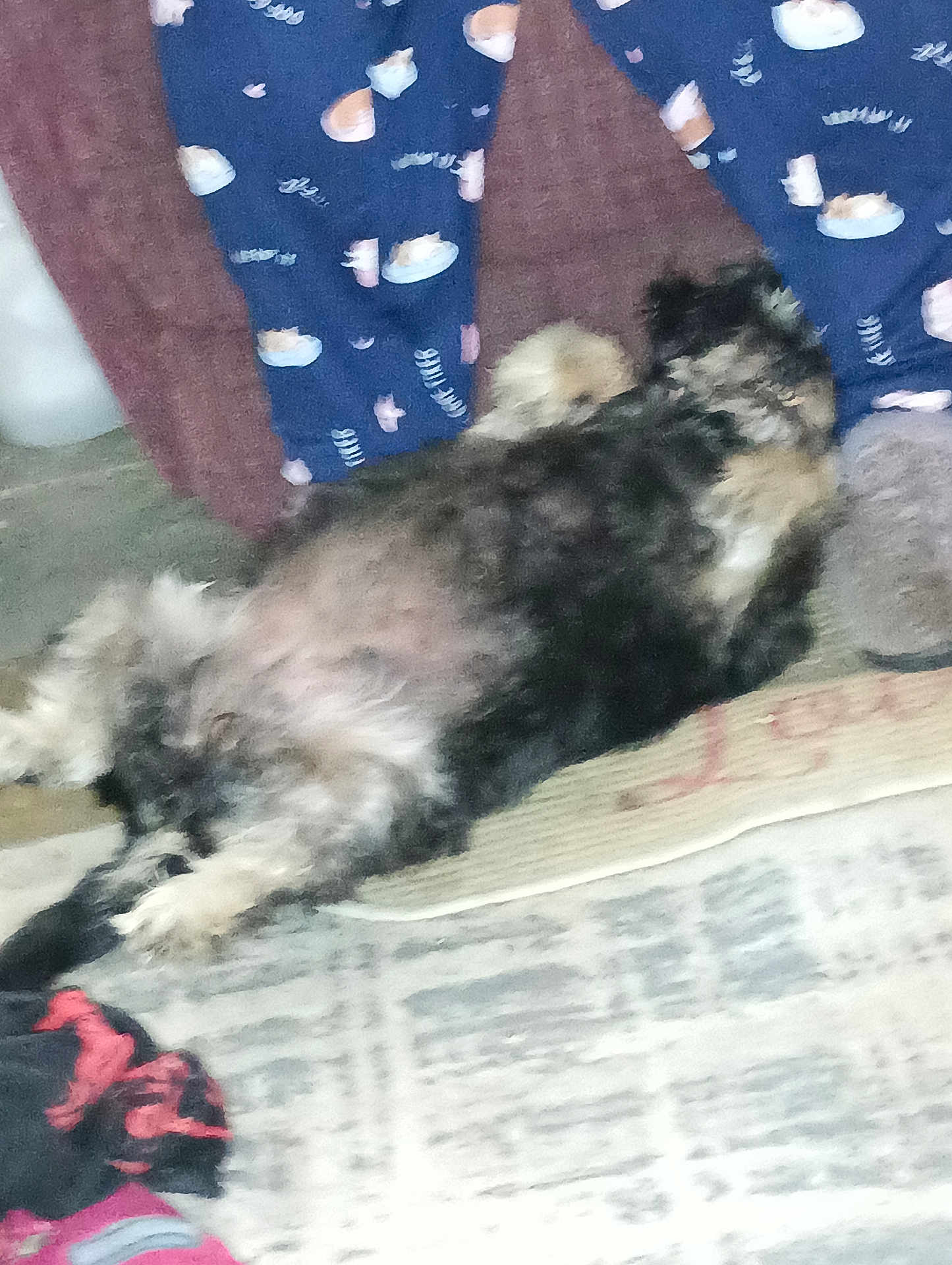 Raven joined the competition — help win amazing prizes! dog, carpet, fabric, blur, indoor, sleeping, fluffy, animal, pet, resting, colorful, pattern, relaxing, cozy, home, fur, lying_down, domestic_animal, soft, lazy