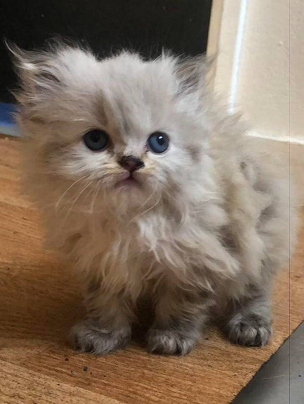 Choupinette a rejoint le concours — aidez-le/la à gagner de superbes lots ! british_longhair, carnivore, cat, claw, fawn, felidae, fur, hardwood, paw, persian, small_to_medium_sized_cats, snout, terrestrial_animal, whiskers