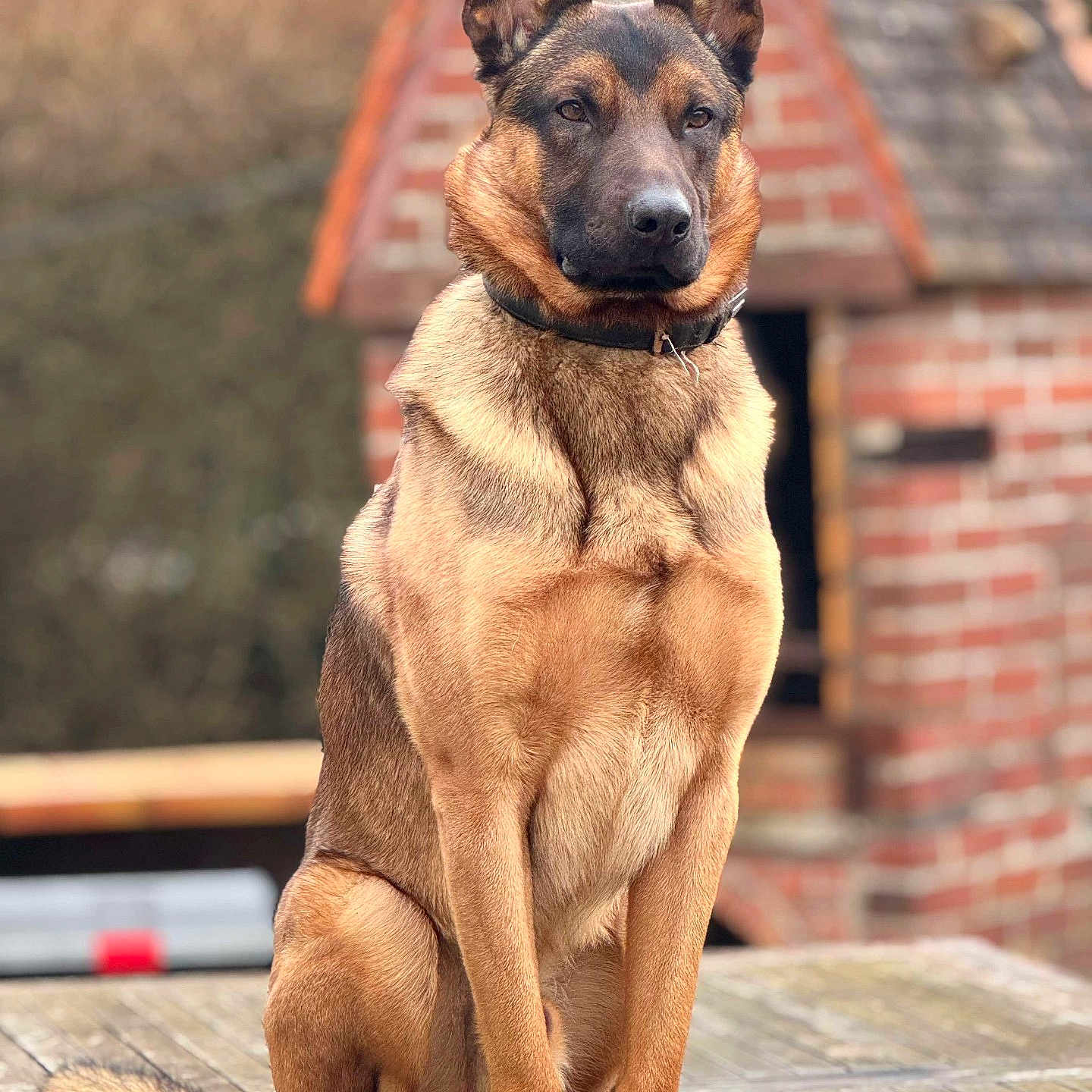 Tyson a rejoint le concours — aidez-le/la à gagner de superbes lots ! animal, canine, dog, germanshepherd, hound, pet, policedog, puppy, snout