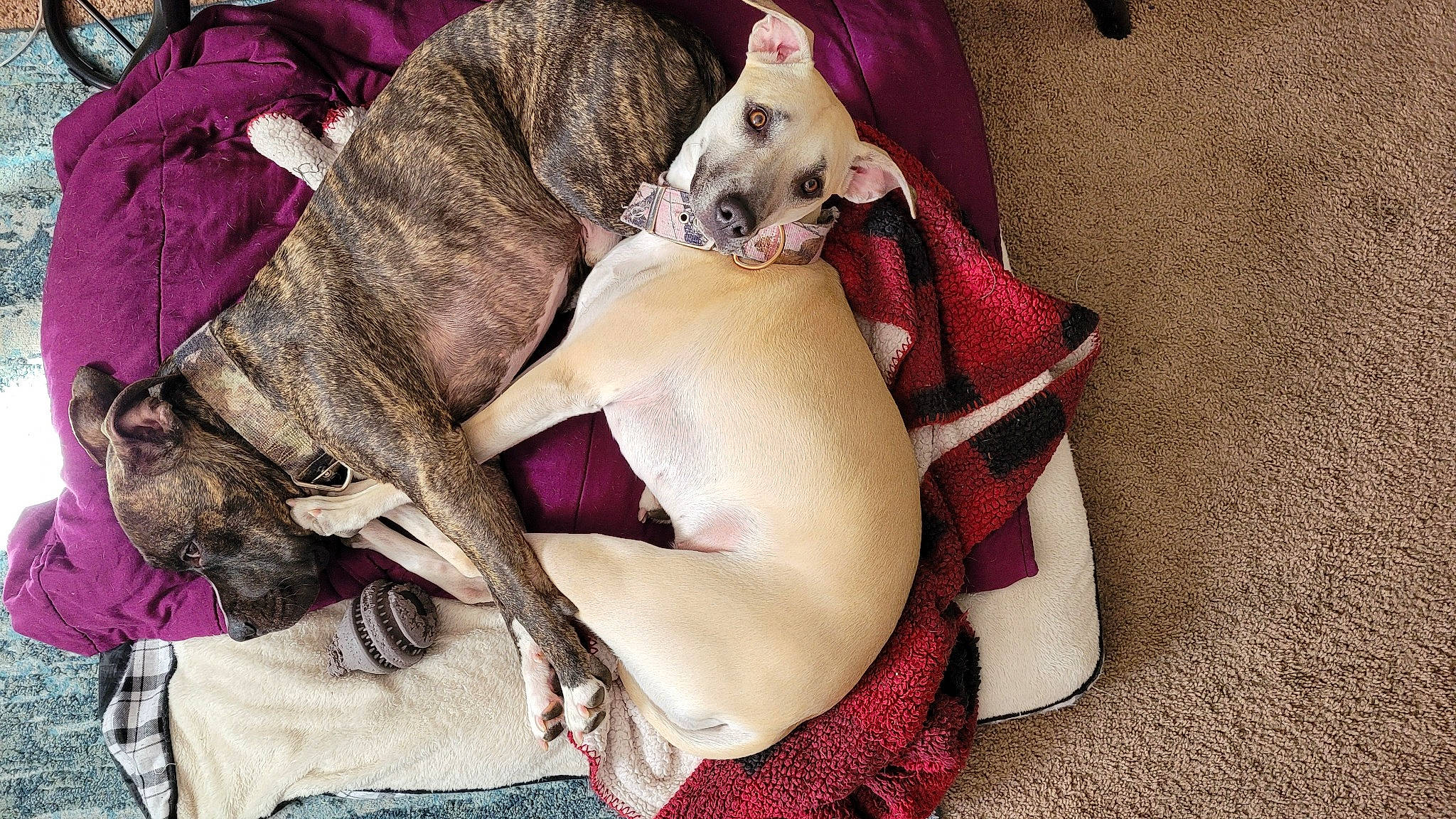 Kaylee is registered to the contest to win money with this photo: canidae, carnivore, collar, comfort, companion_dog, dog, dog_breed, dog_collar, dog_supply, fawn, fur, guard_dog, leash, magenta, paw, purple, sighthound, sporting_group, toy_dog, working_animal