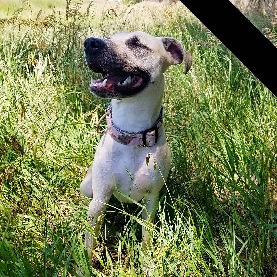 Kaylee is registered to the contest to win money with this photo: canidae, carnivore, collar, companion_dog, dog, dog_breed, dog_collar, fawn, grass, gun_dog, hunting_dog, leash, non_sporting_group, pet_supply, plant, rampur_greyhound, sighthound, sporting_group, whiskers, working_animal