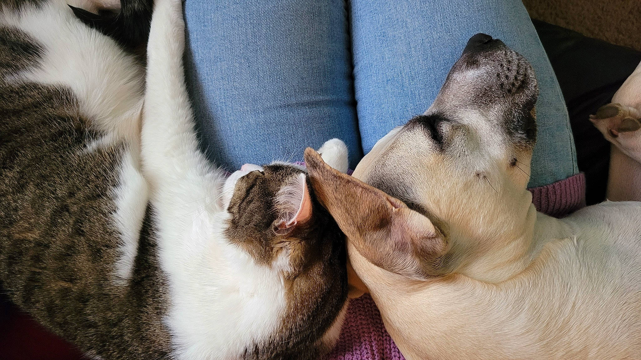 Kaylee is registered to the contest to win money with this photo: carnivore, comfort, companion_dog, dog, dog_breed, fawn, foot, fur, grey, nap, non_sporting_group, paw, sleep, snout, sporting_group, terrestrial_animal, whiskers, working_animal, wrinkle