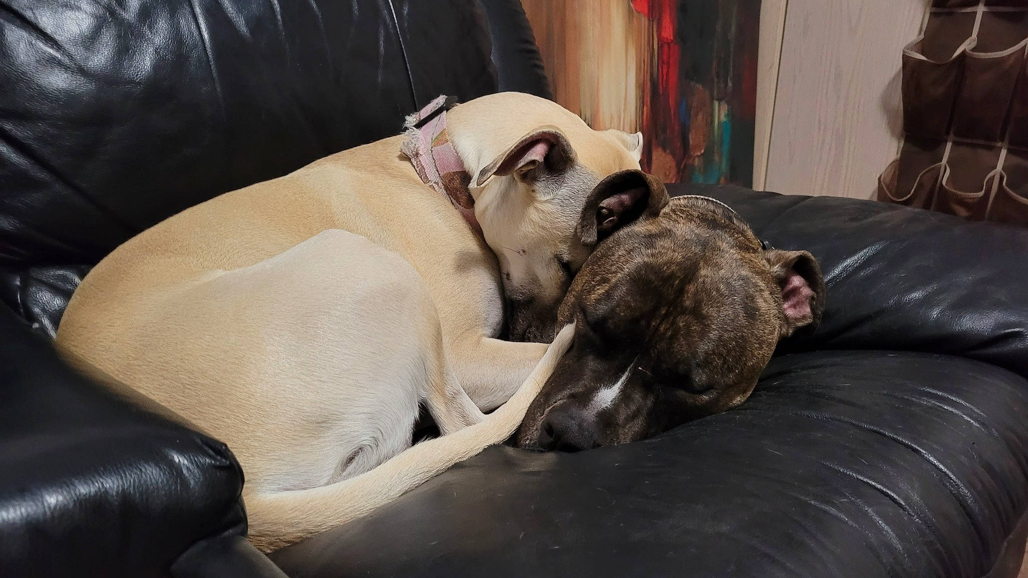 Kaylee is registered to the contest to win money with this photo: bulldog, canidae, carnivore, collar, comfort, companion_dog, dog, dog_breed, dog_supply, fawn, fur, linens, nap, pug, snout, sporting_group, toy_dog, whiskers, working_animal, wrinkle