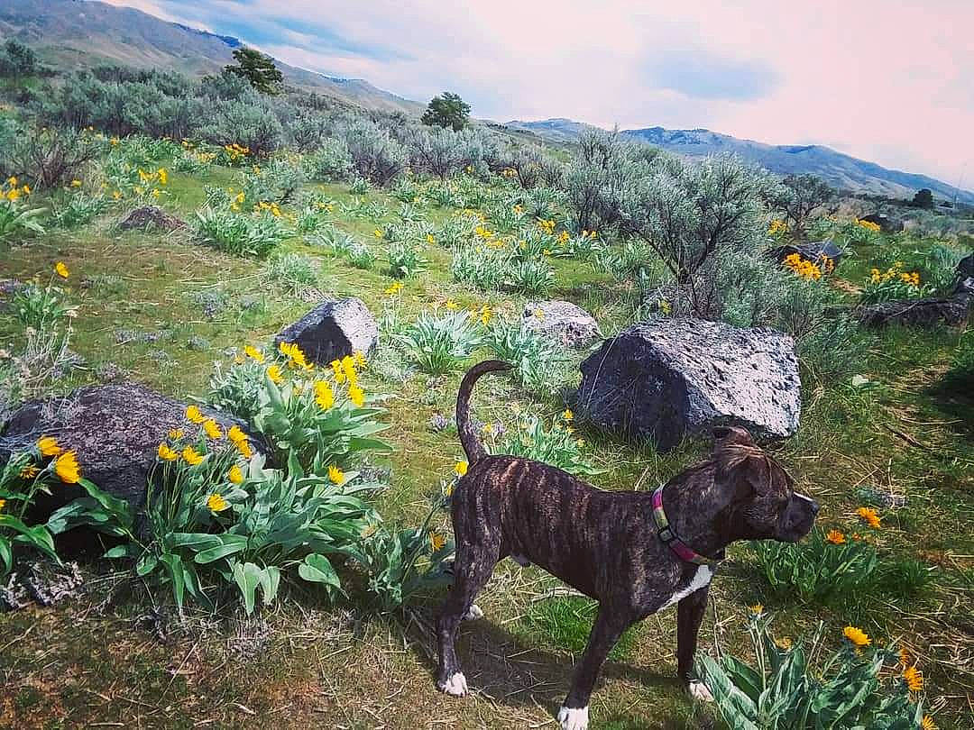 He'Li joined the competition — help win amazing prizes! carnivore, cloud, collar, dog, fawn, flower, flowering_plant, grass, grassland, groundcover, hill, landscape, meadow, mountain, natural_landscape, plant, prairie, shrub, sky, working_animal